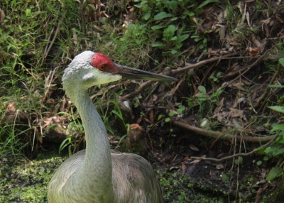 [This image is the head and torso of the bird. Its head is facing right showing its long pointed bill. Its head has a red patch above the eye and a white one below it. The rest of the body is grey.]